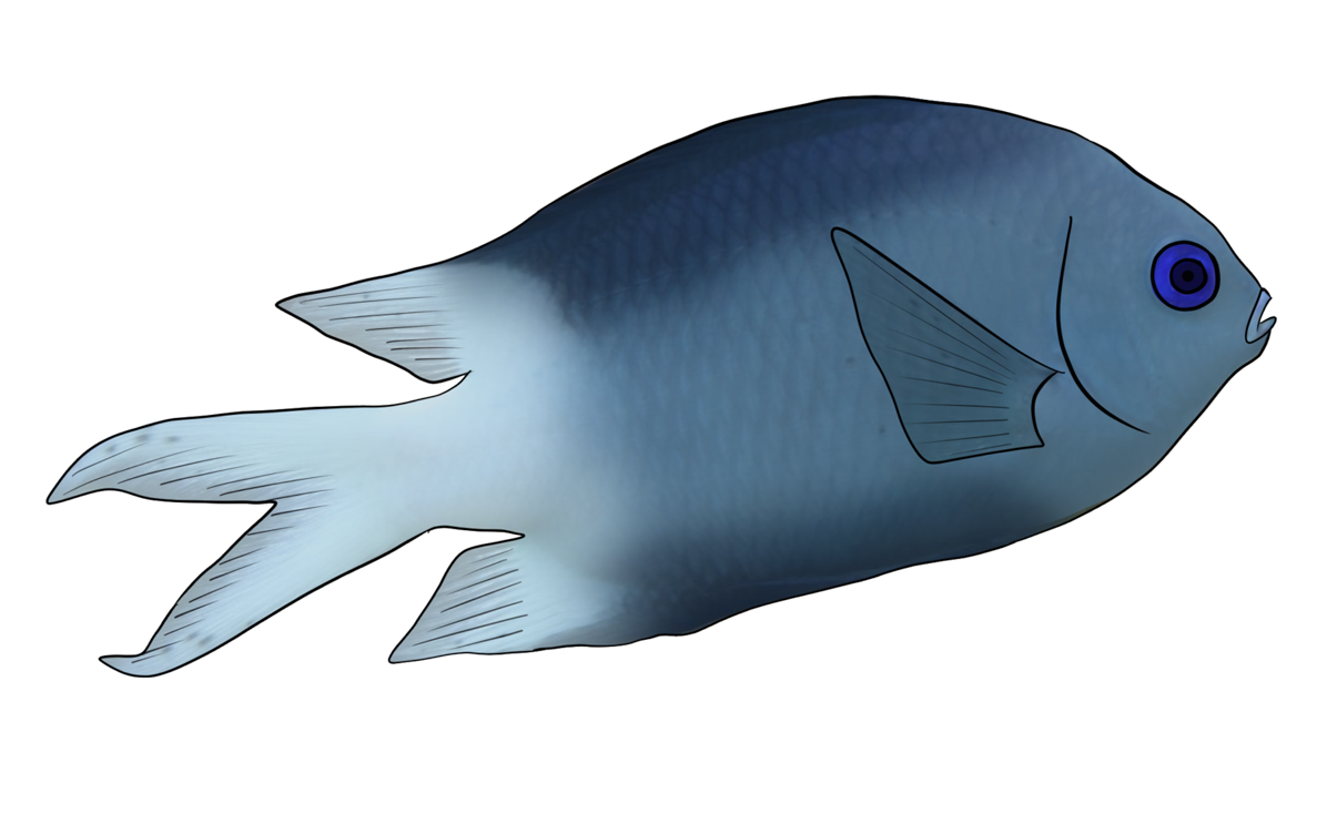 Acanthochromis polyacanthus