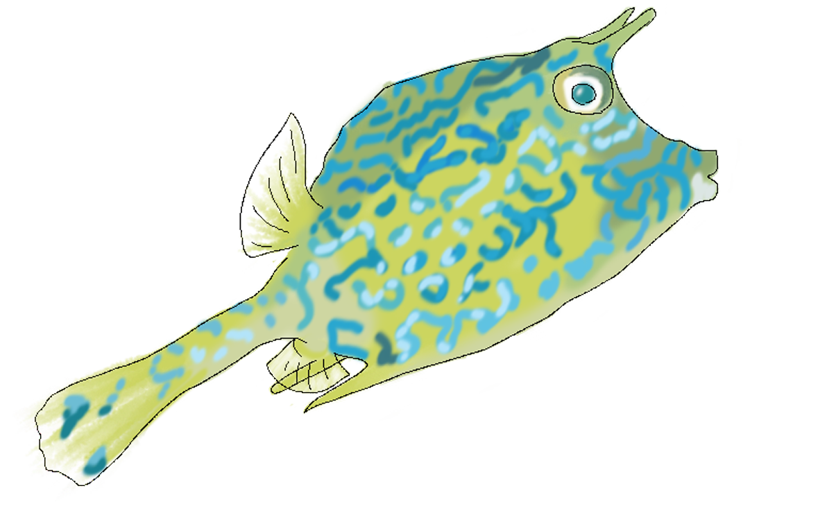 Acanthostracion quadricornis