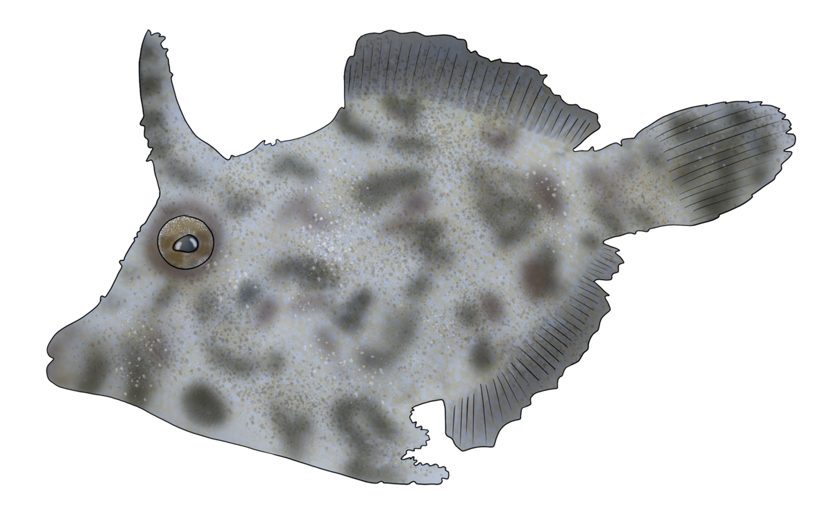 Acreichthys tomentosus