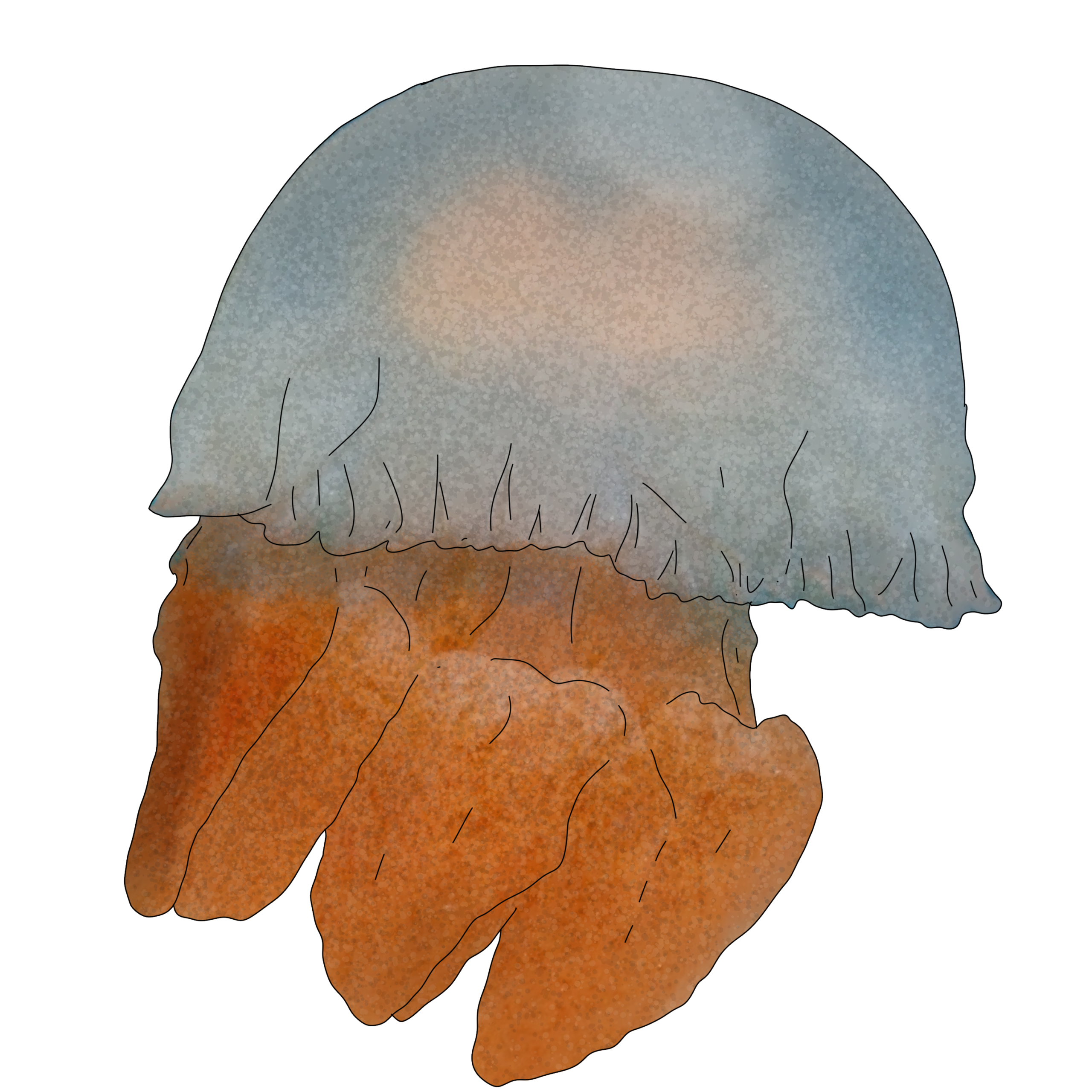 Acromitus hardenbergi