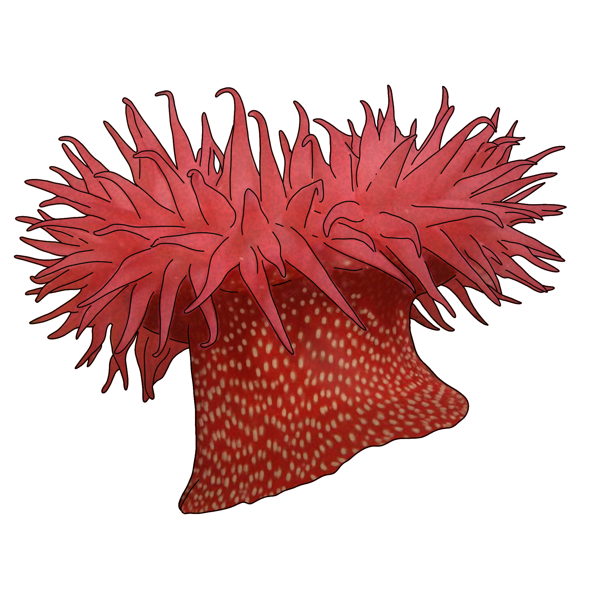 Actinia fragacea