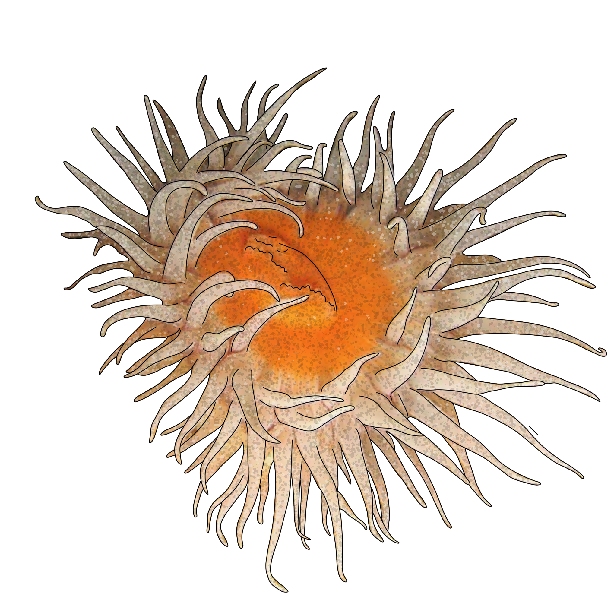 Actinothoe sphyrodeta