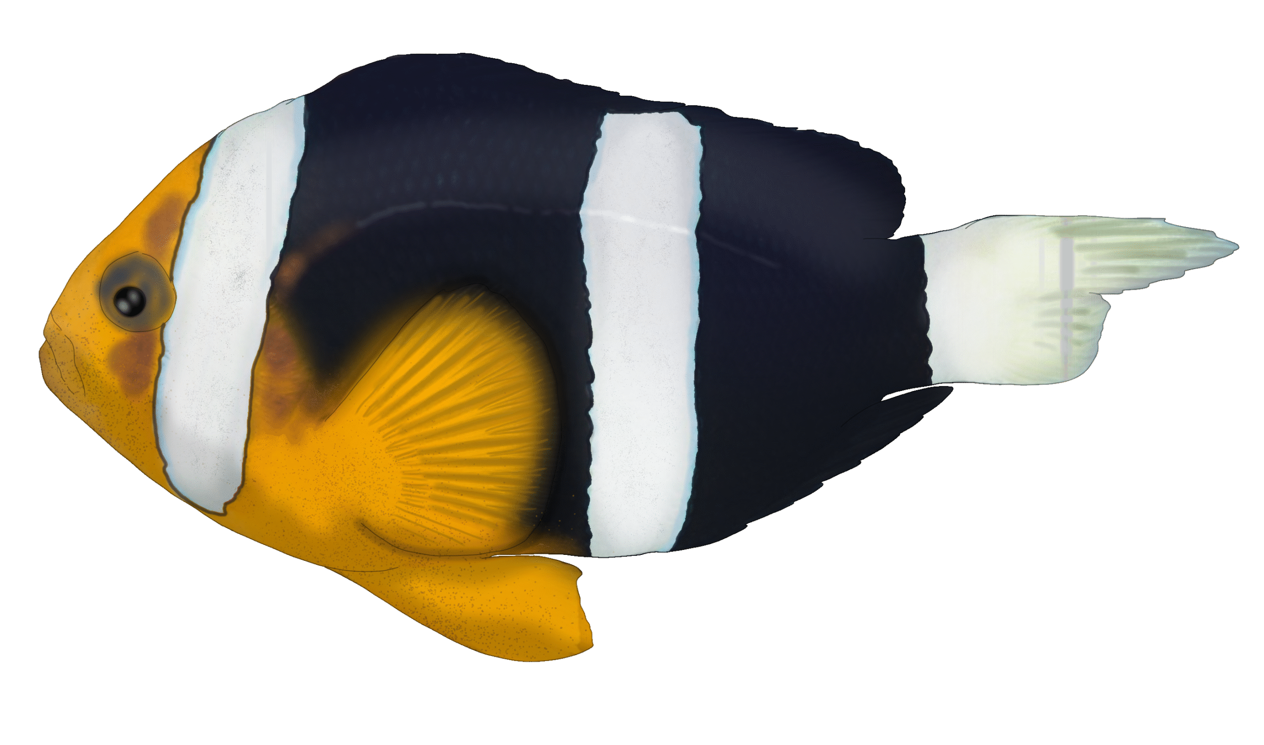 Amphiprion clarkii