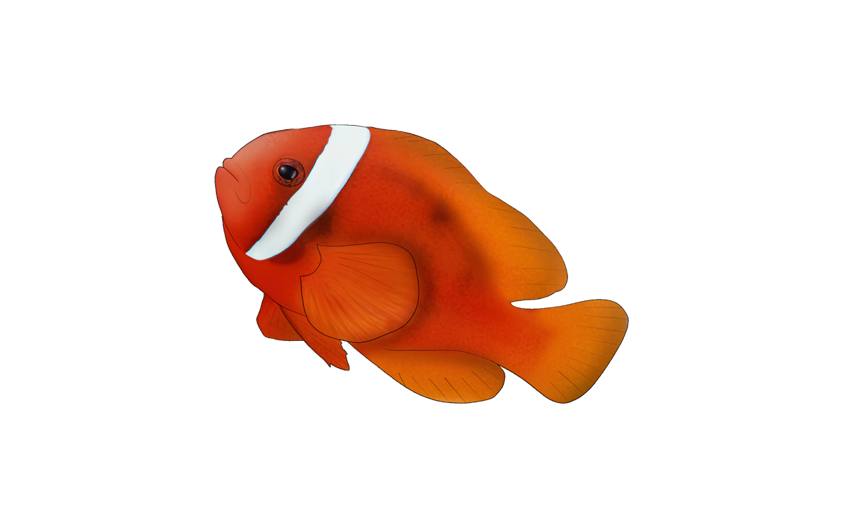 Amphiprion frenatus