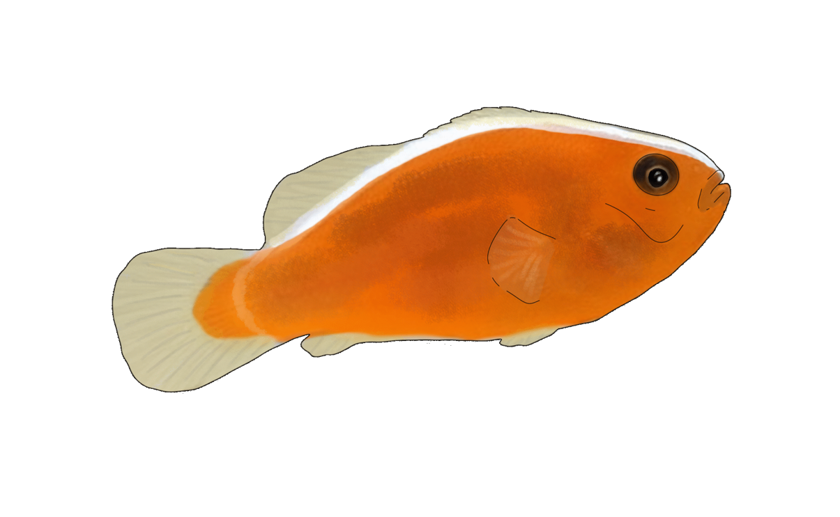 Amphiprion sandracinos