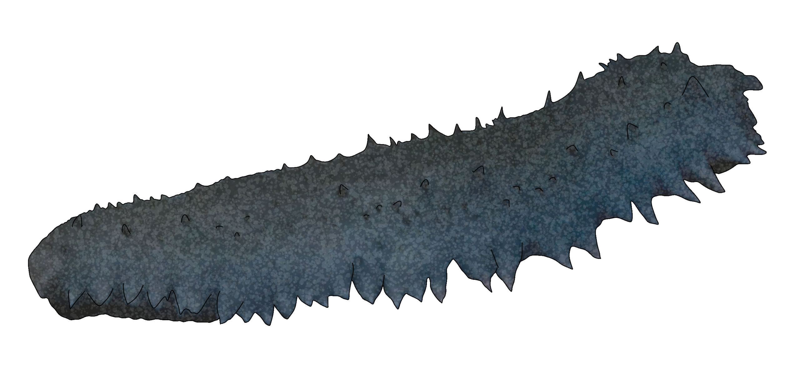 Apostichopus nigropunctatus