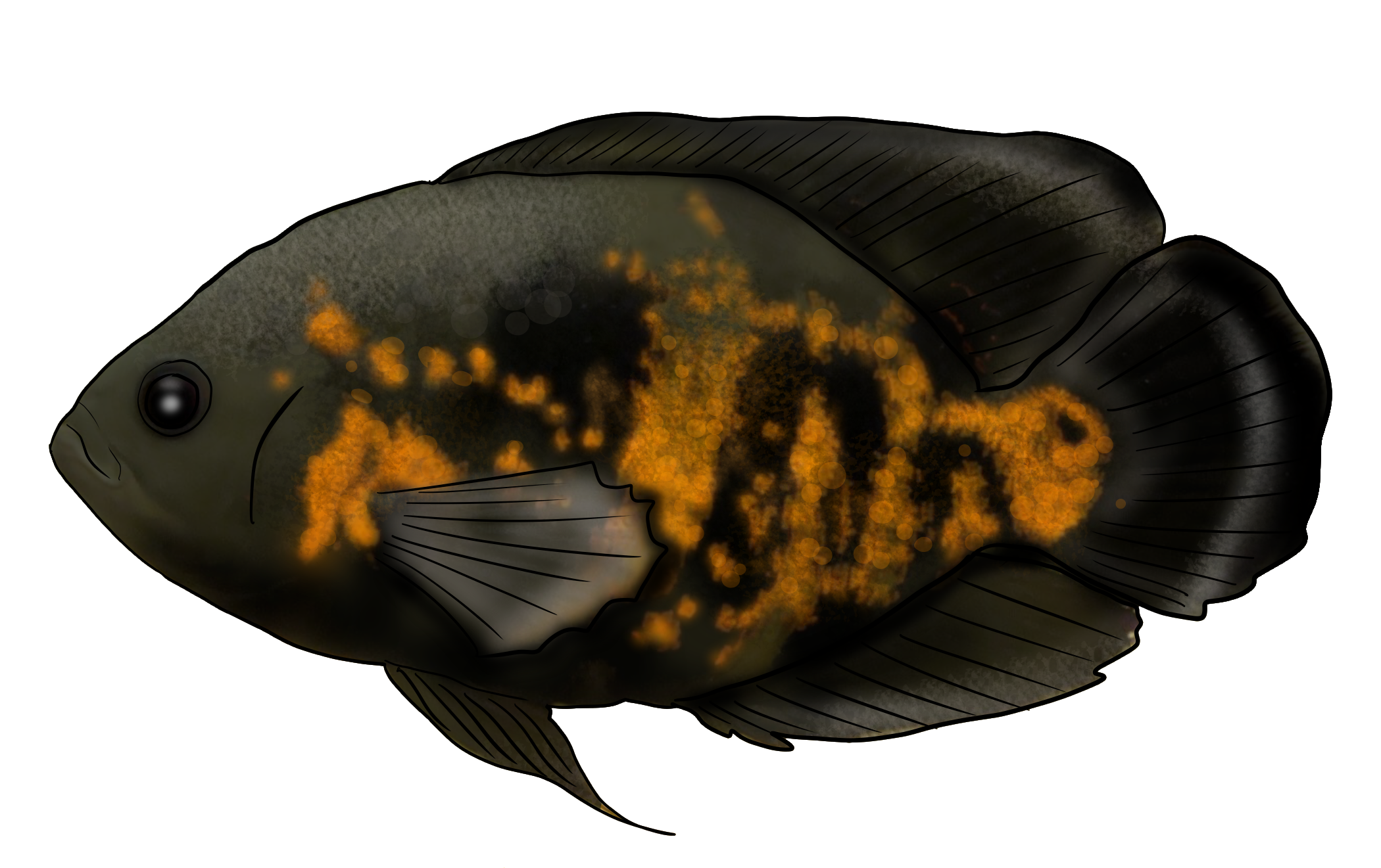 Astronotus ocellatus