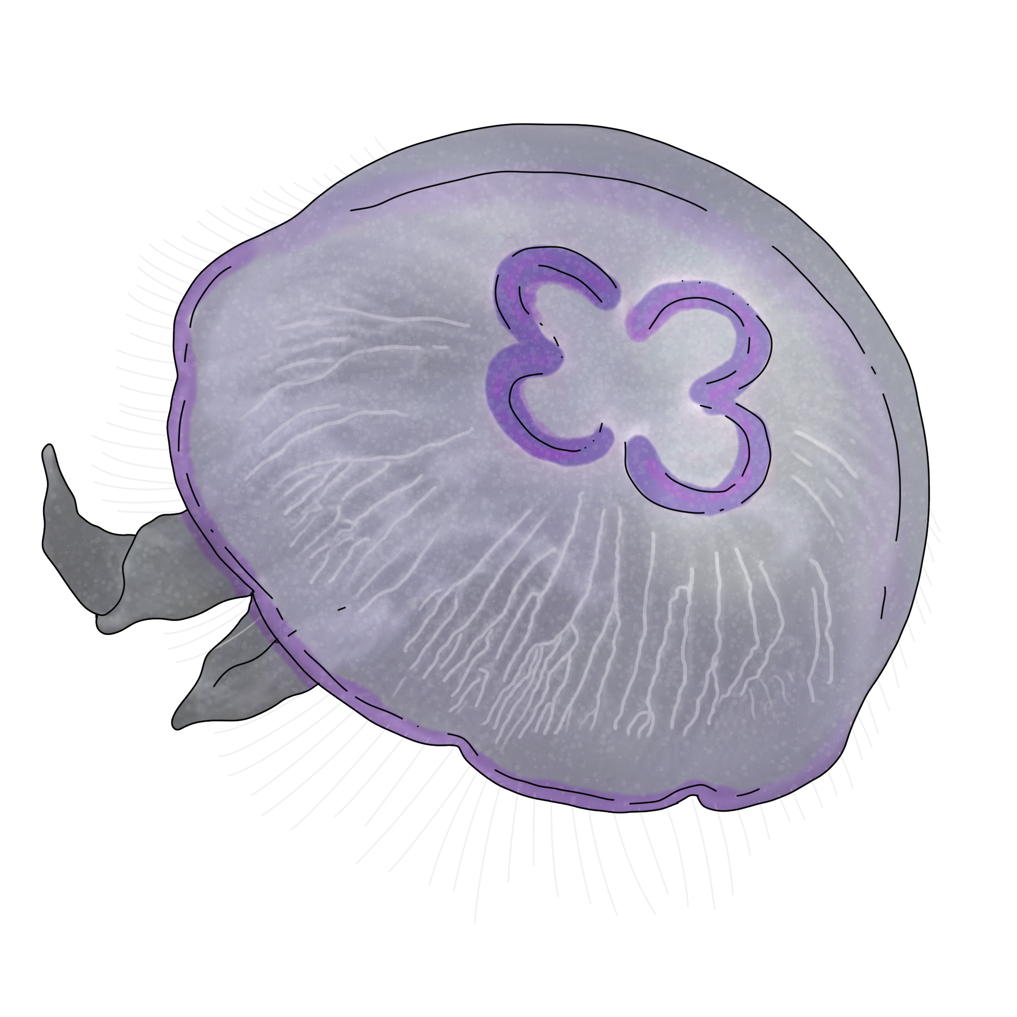 Aurelia maldivensis