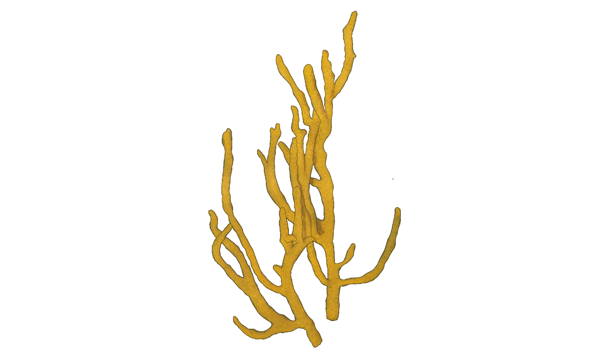 Axinella polypoides​