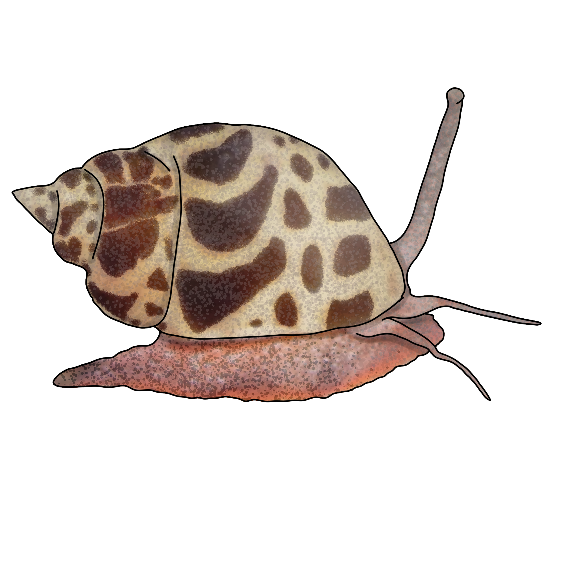Babylonia lutosa
