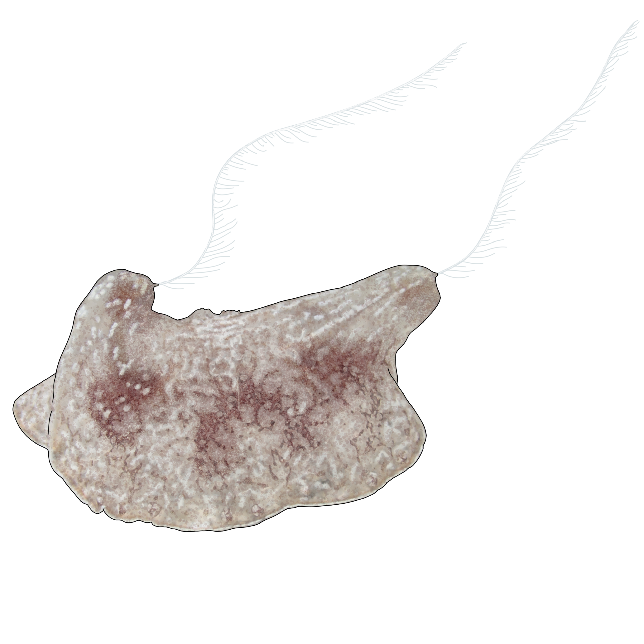 Benthoplana meteoris