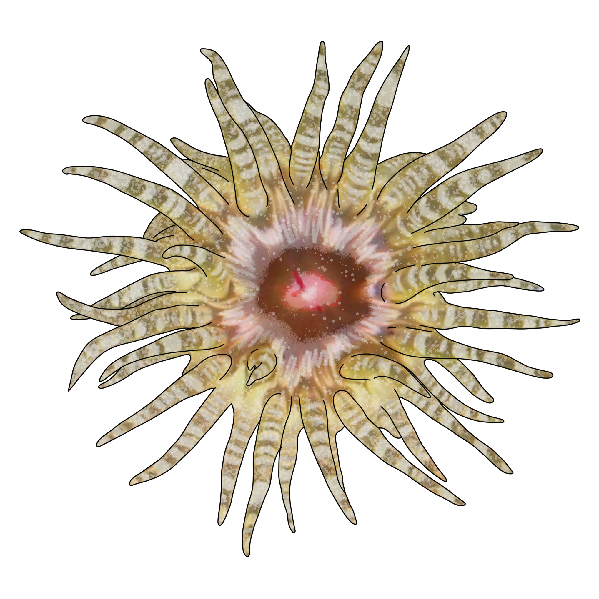 Bunodactis verrucosa