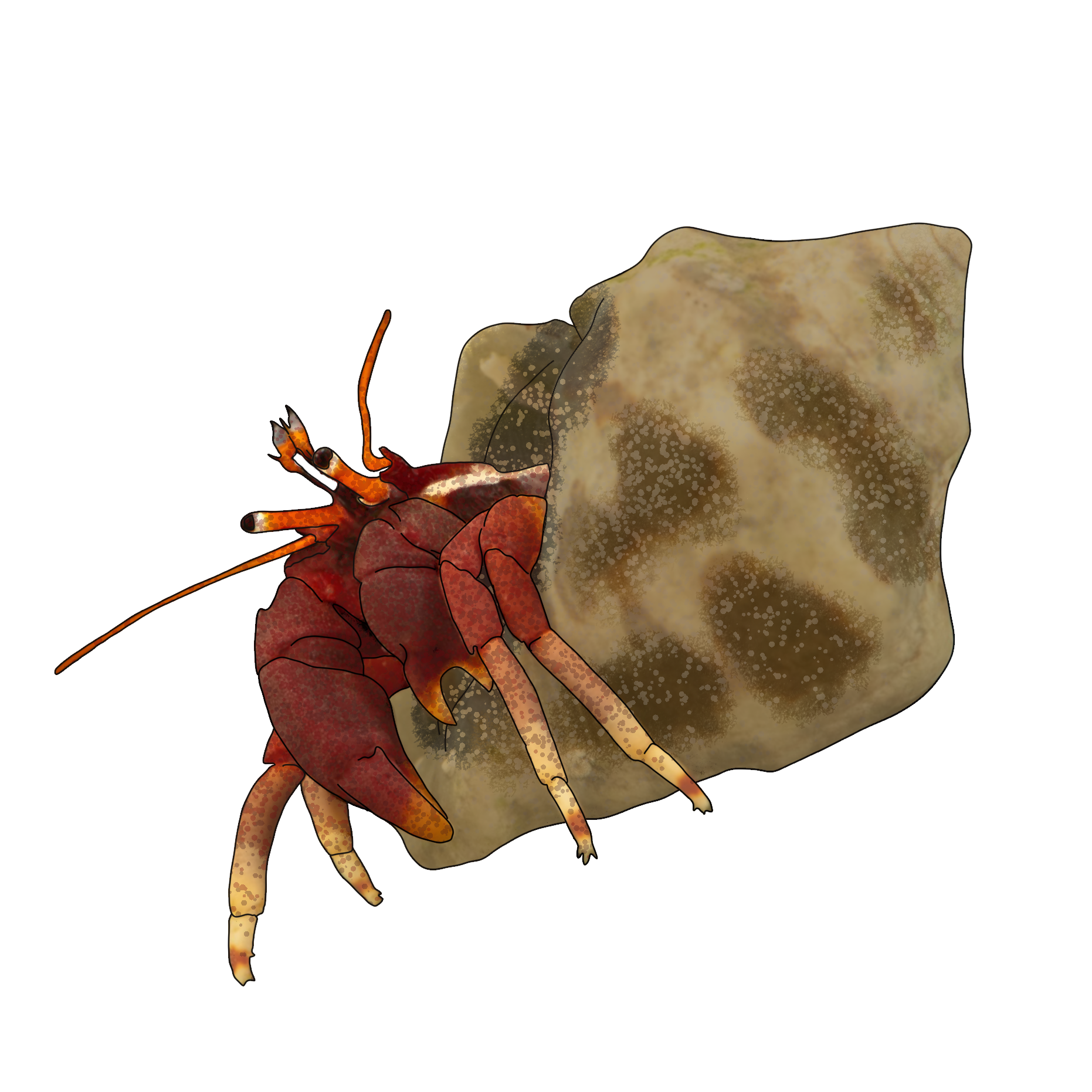 Calcinus tibicen