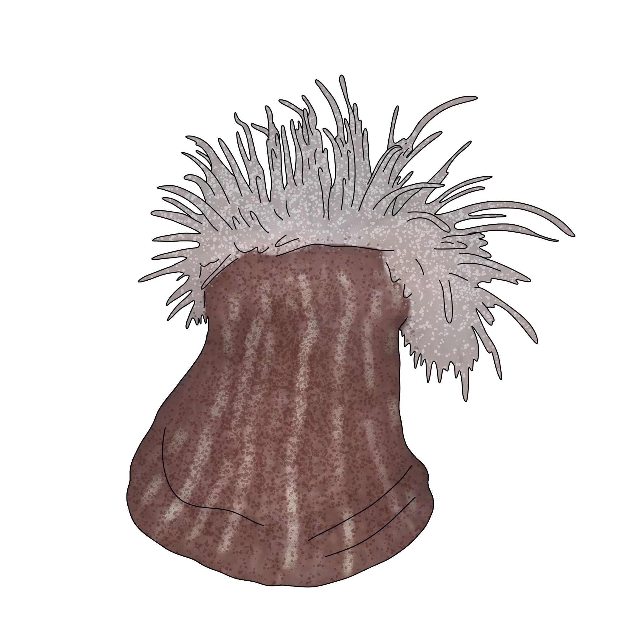 Calliactis parasitica