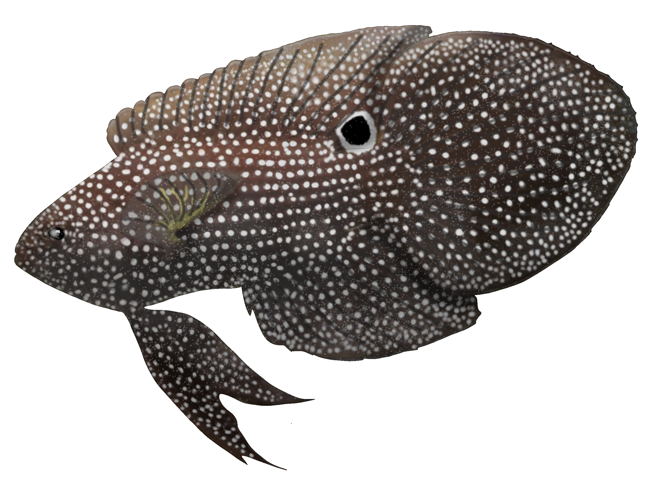 Calloplesiops altivelis