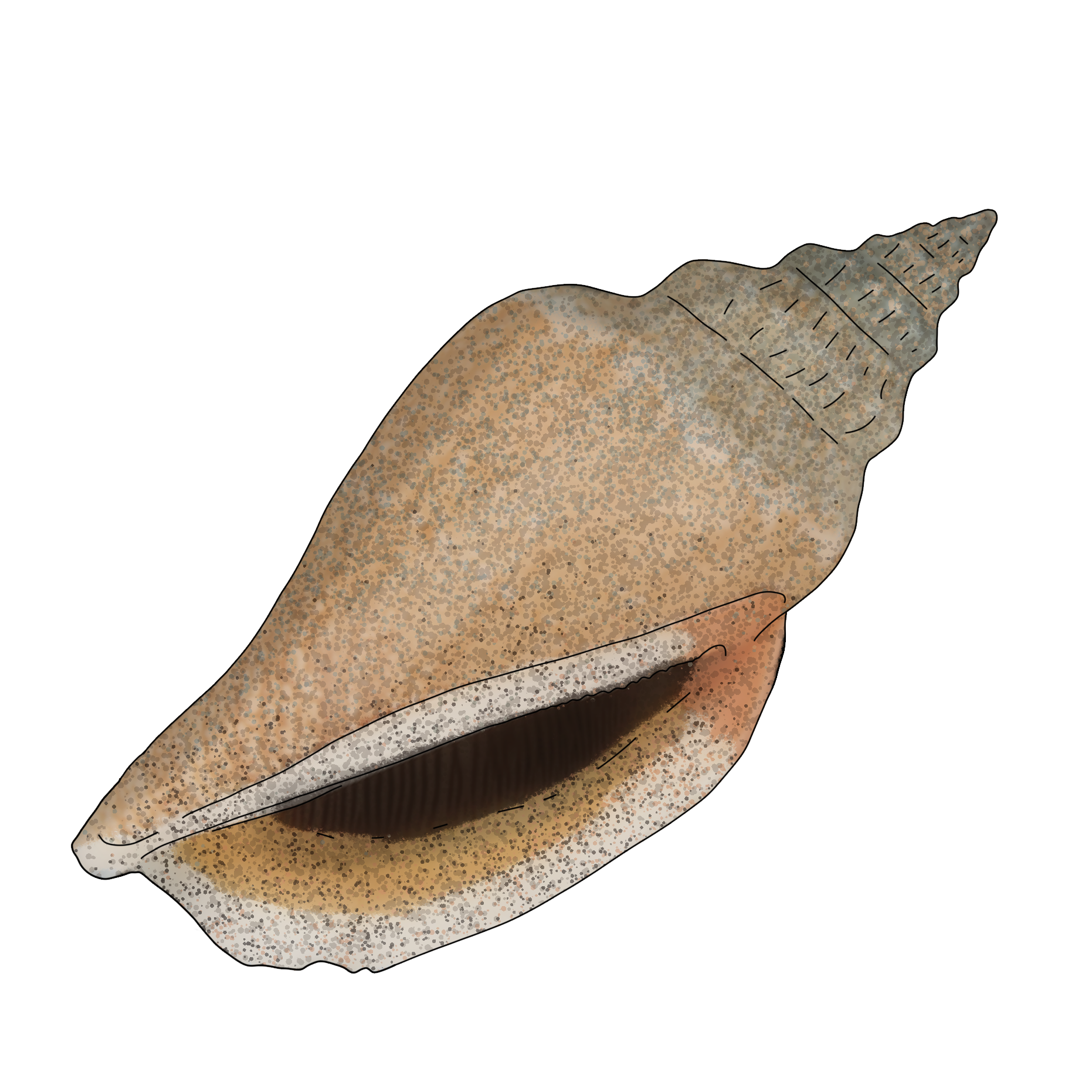Canarium urceus