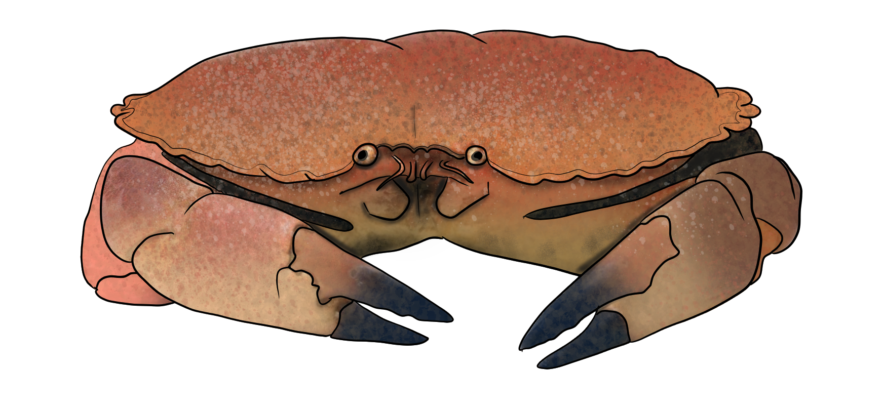 Cancer pagurus