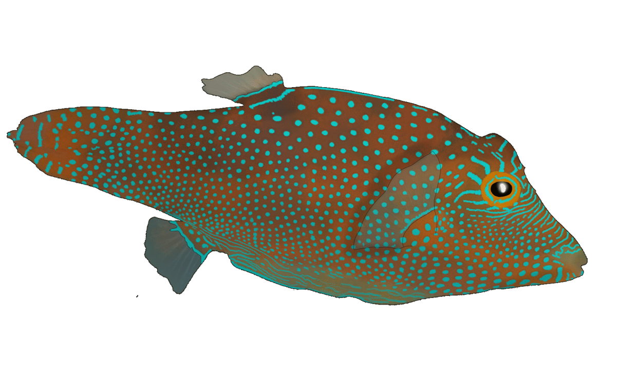 Canthigaster petersii