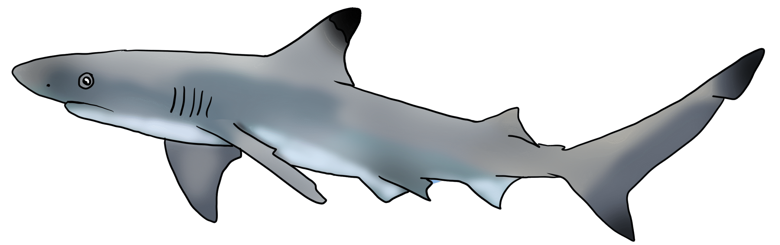 Carcharhinus melanopterus