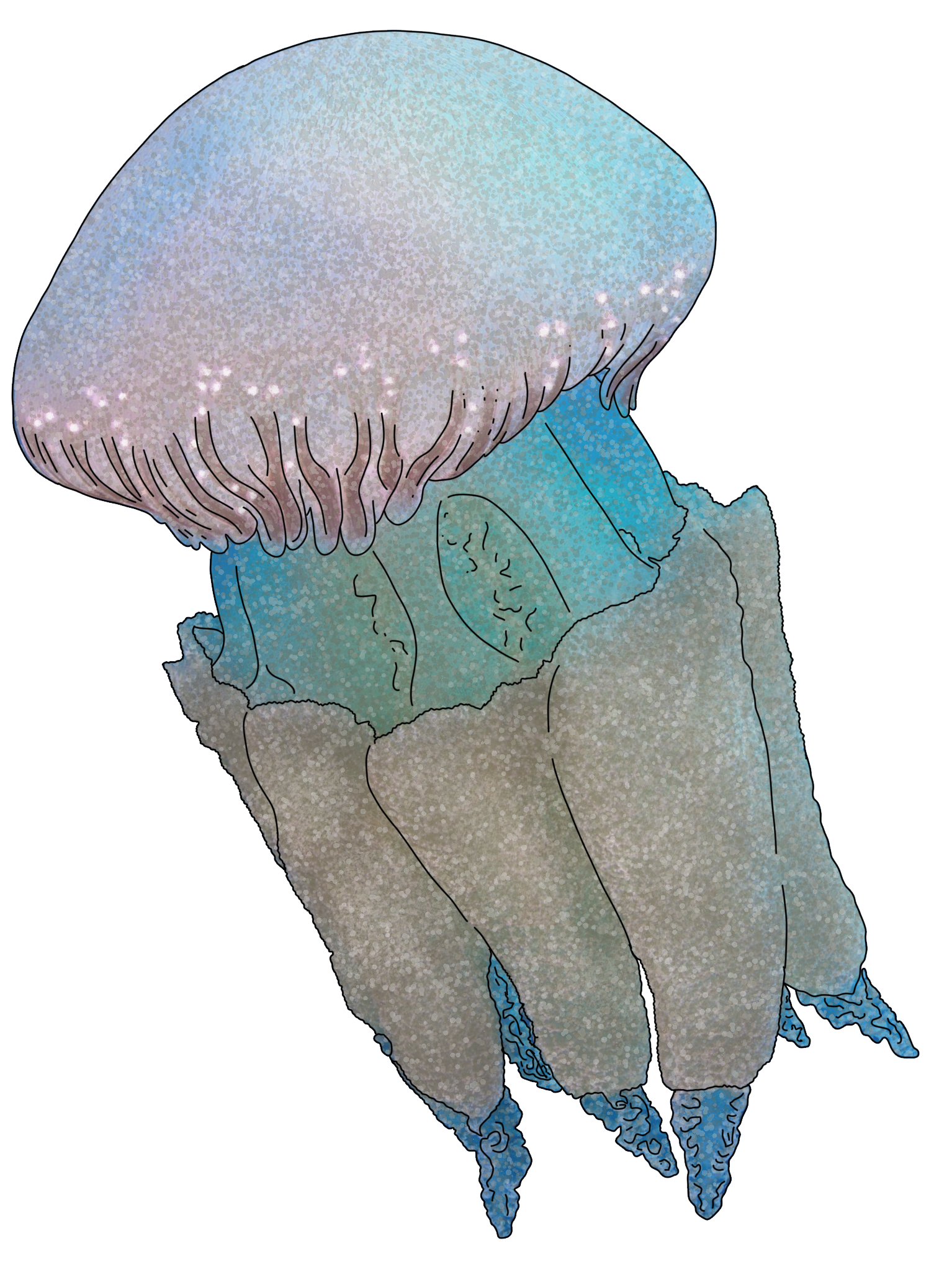 Catostylus tagi