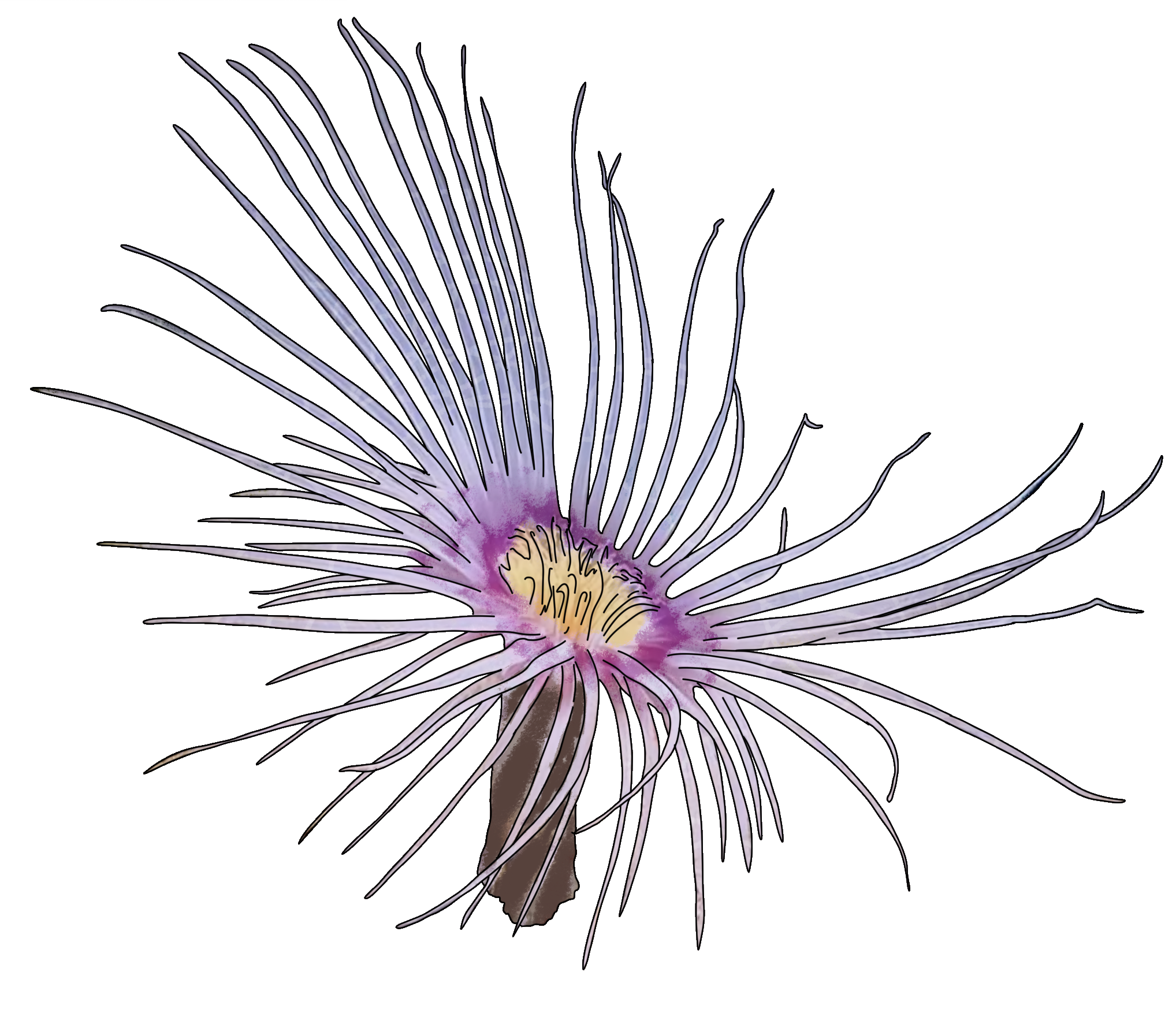 Cerianthus filiformis​
