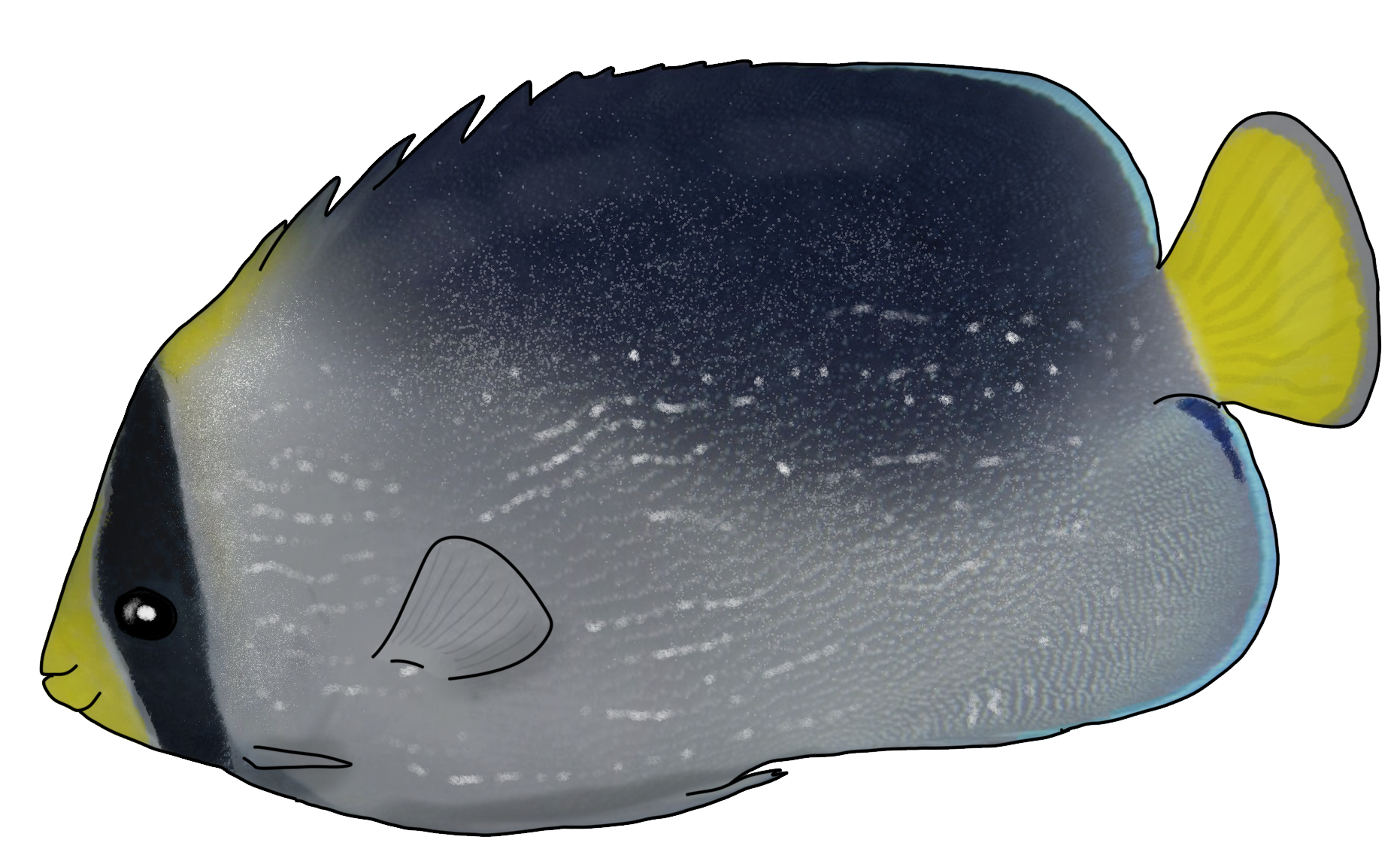 Chaetodontoplus mesoleucus