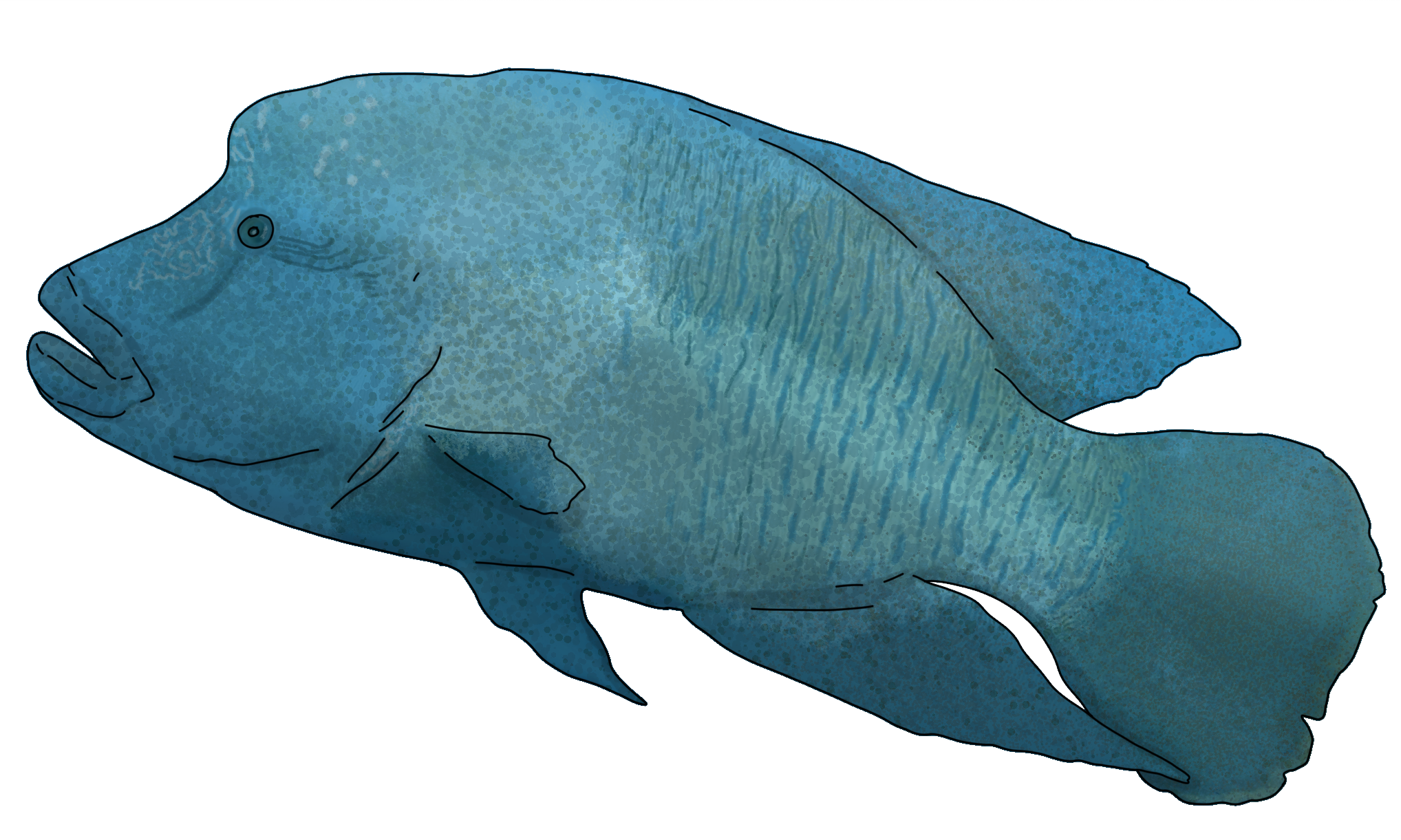 Cheilinus undulatus