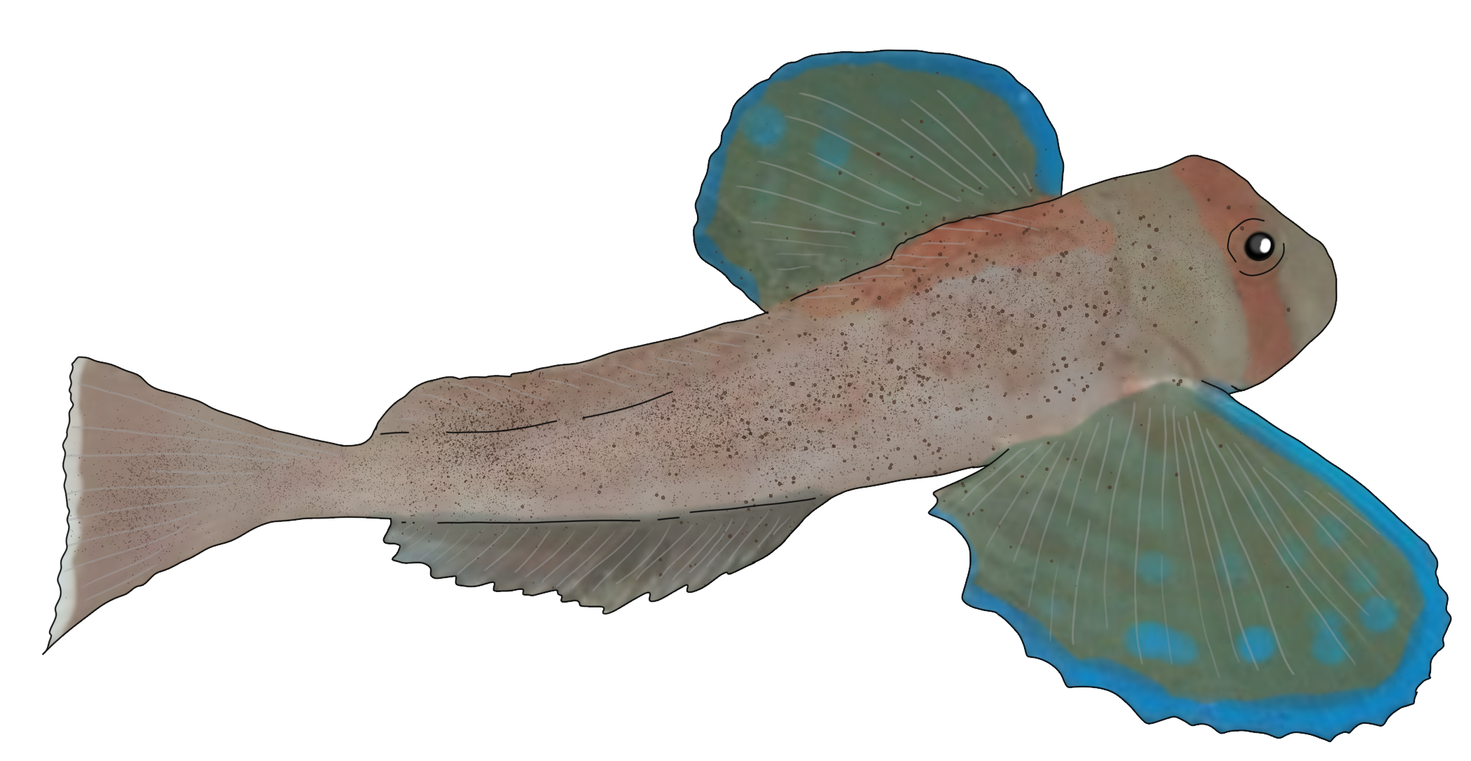 Chelidonichthys lastoviza