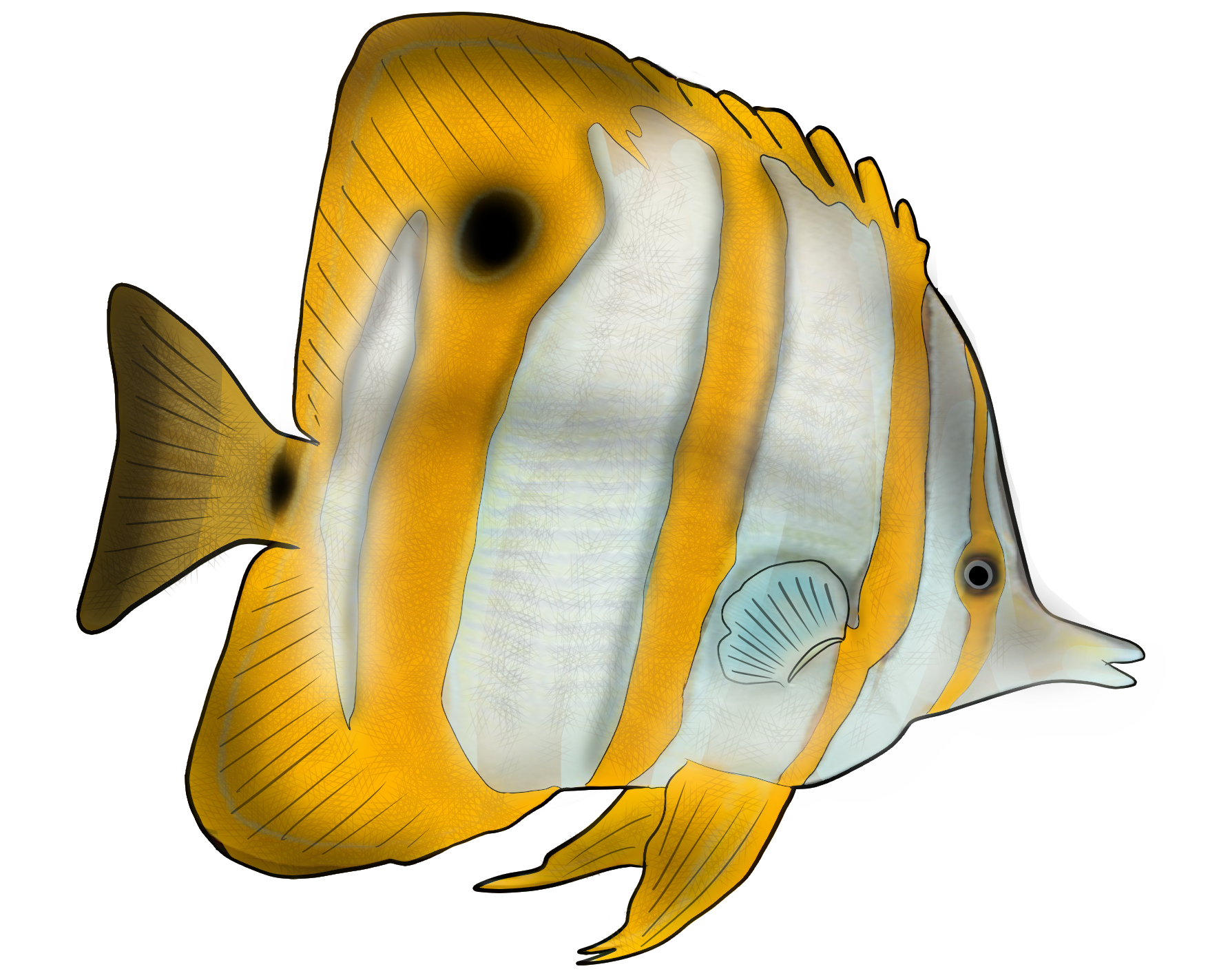 Chelmon rostratus