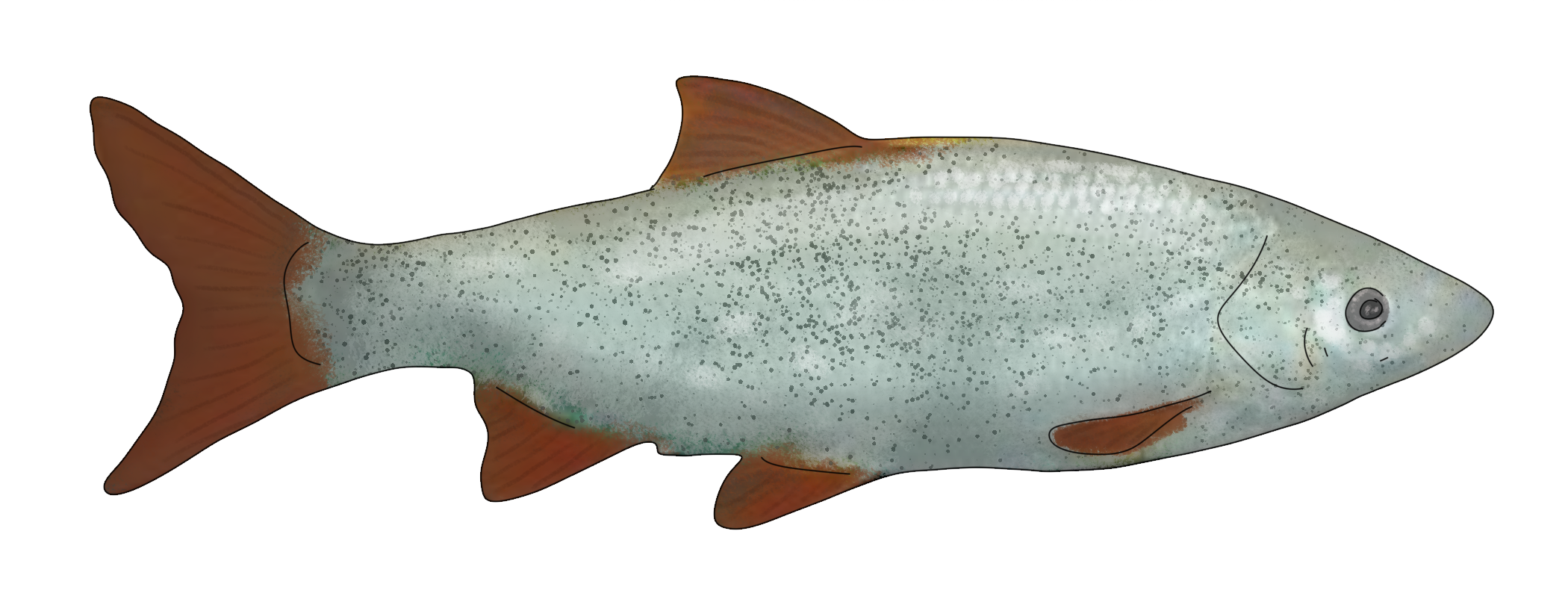 Chondrostoma nasus