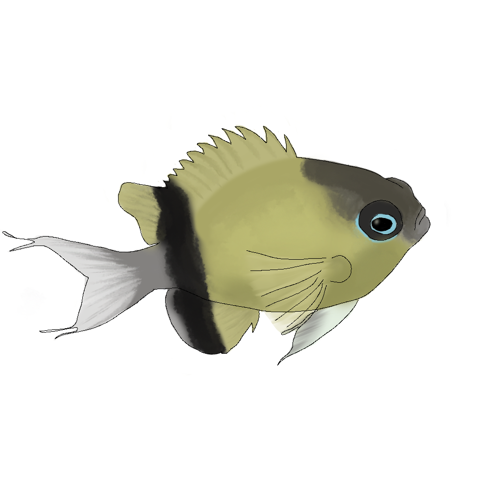 Chromis retrofasciata