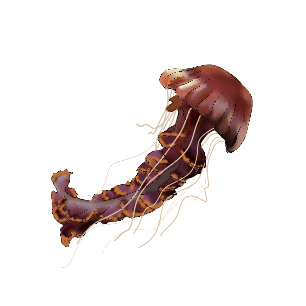 Chrysaora achlyos