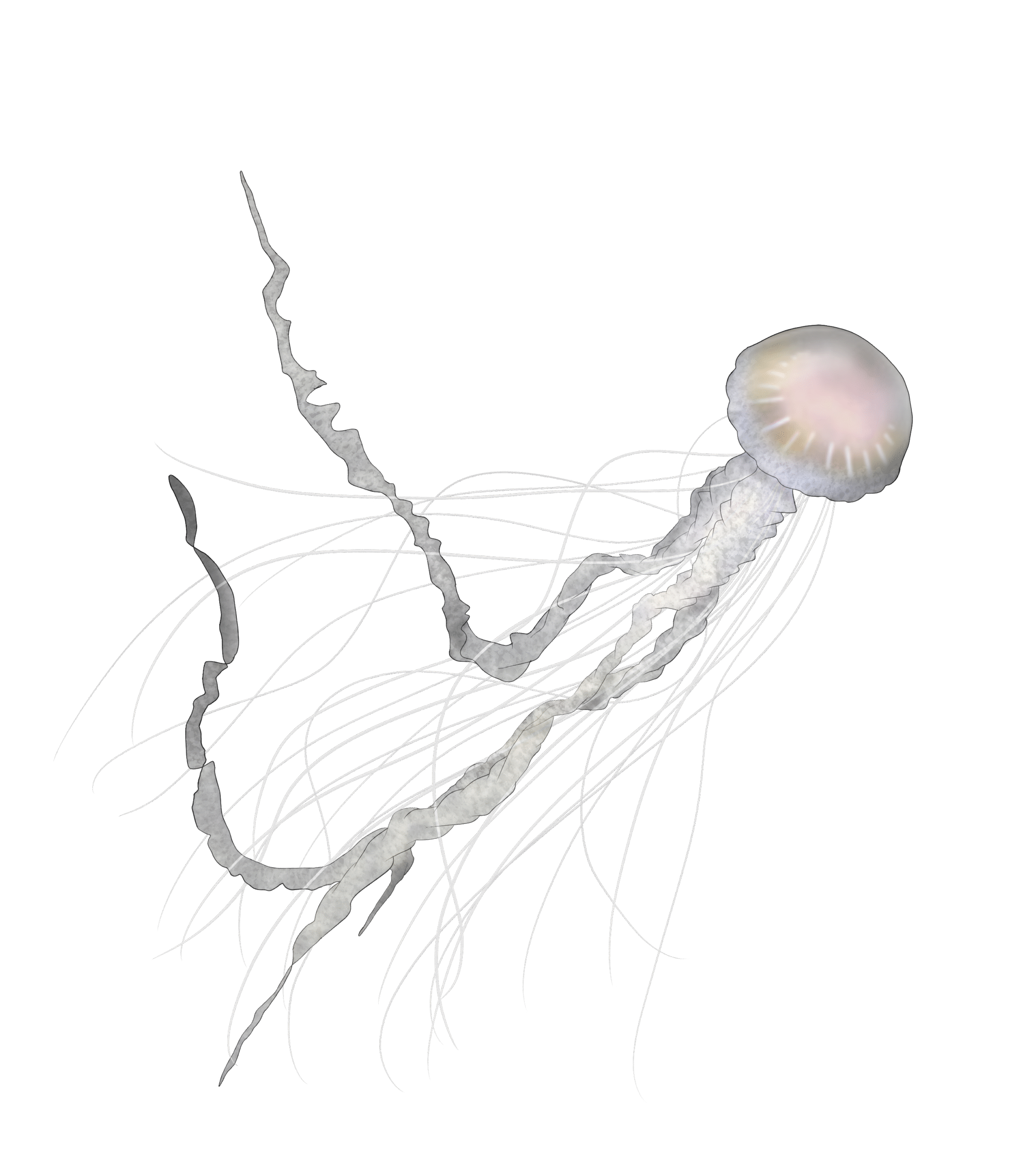 Chrysaora Chesapeakei