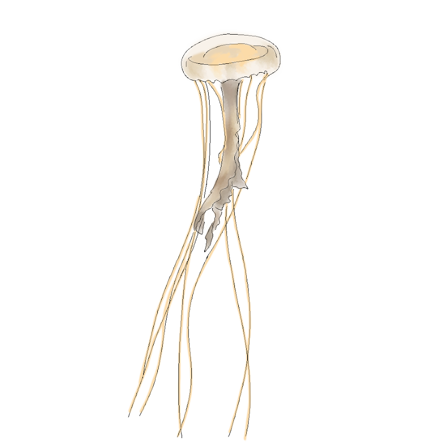 Chrysaora quinquecirrha