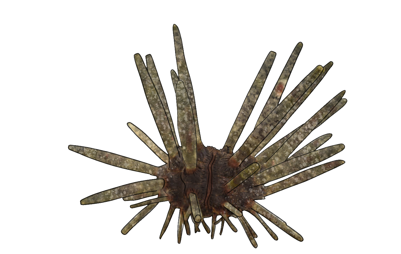 Cidaris cidaris