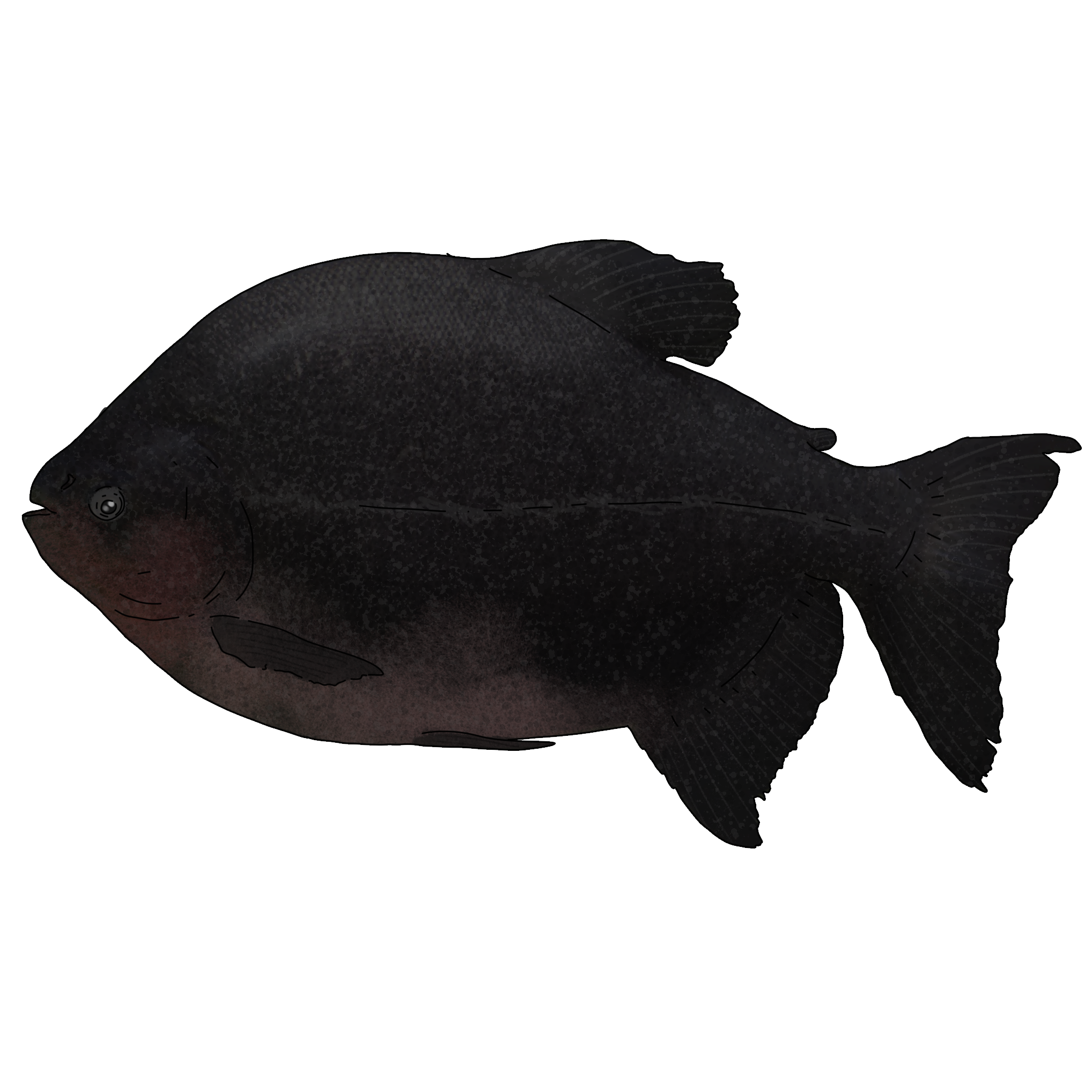 Colossoma macropomum