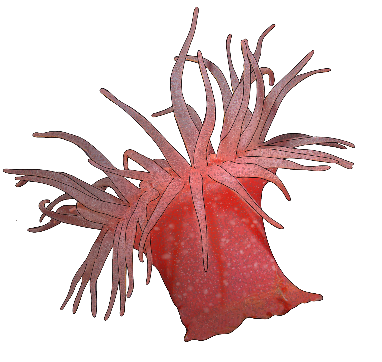 Cribrinopsis fernaldi