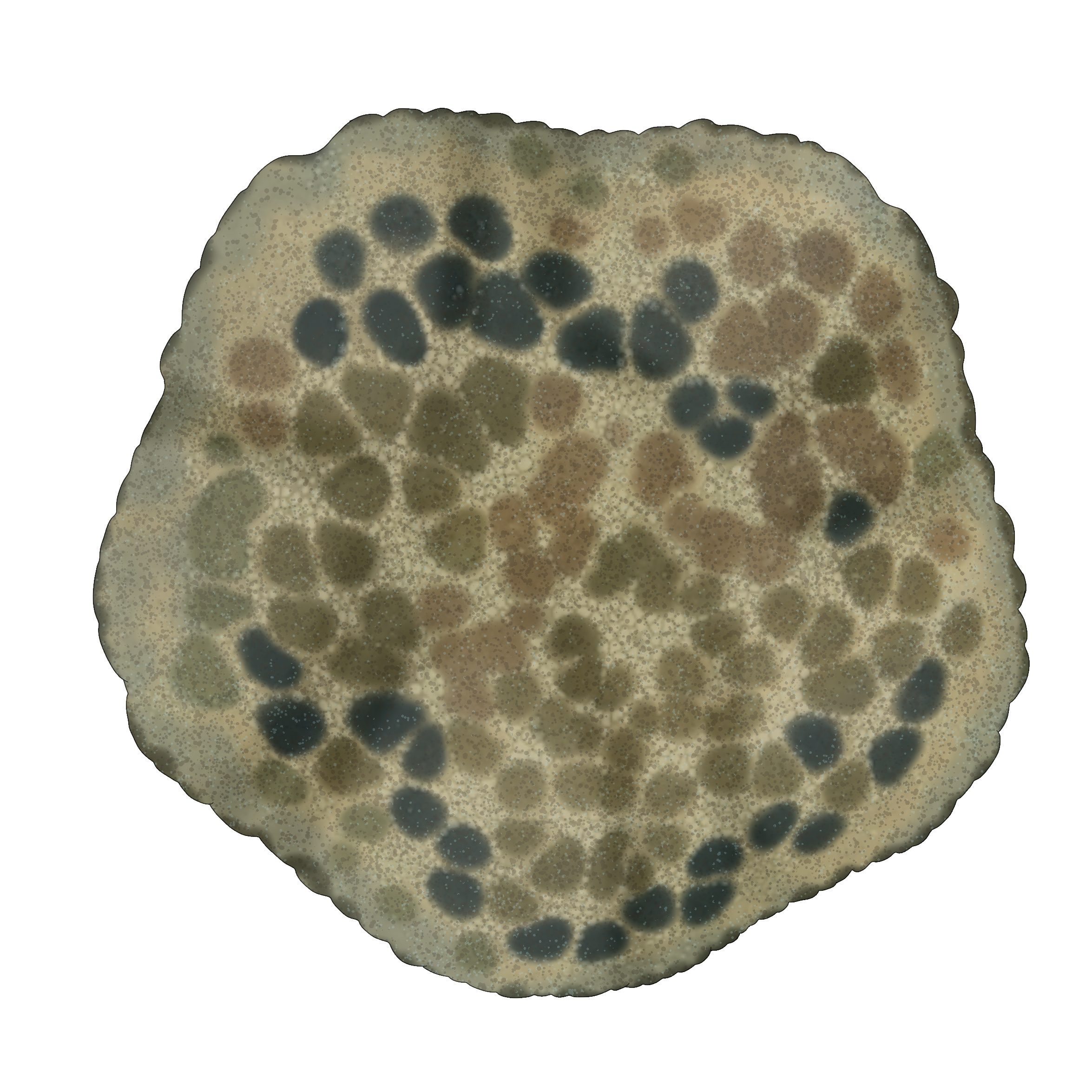 Culcita novaeguineae