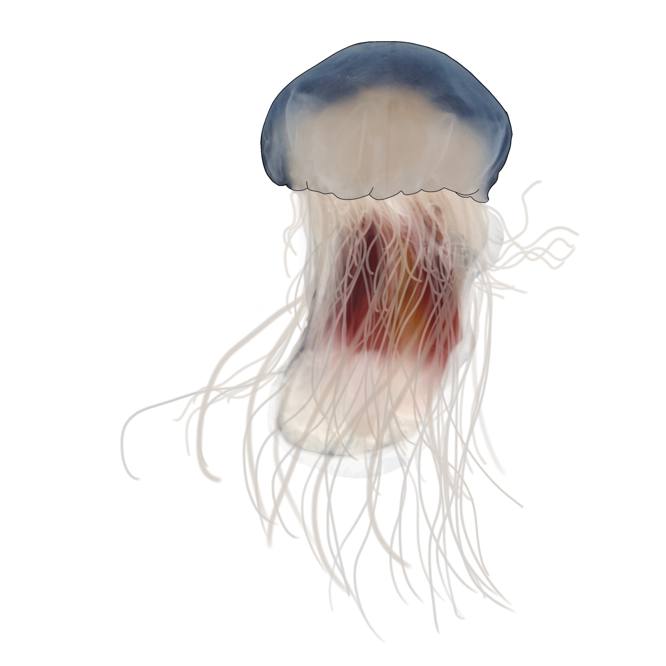 Cyanea versicolor
