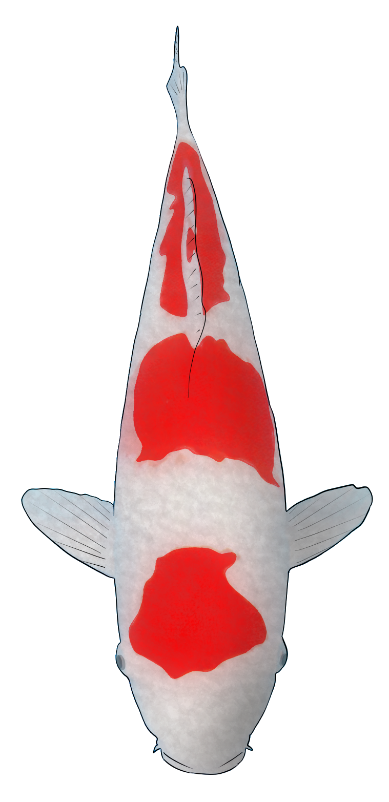 Cyprinus carpio koi