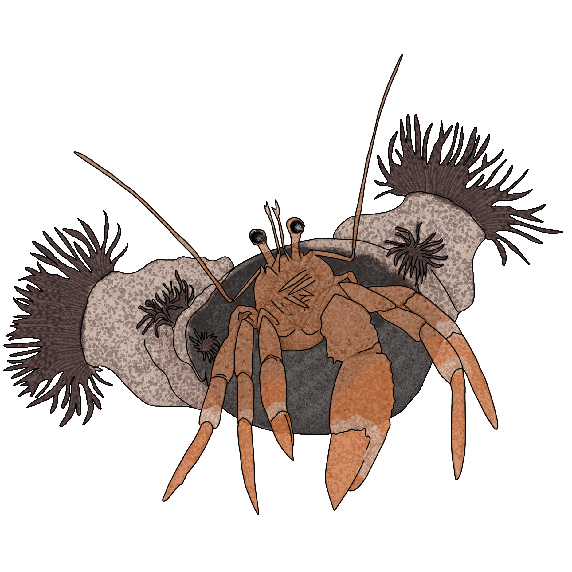 Dardanus pedunculatus
