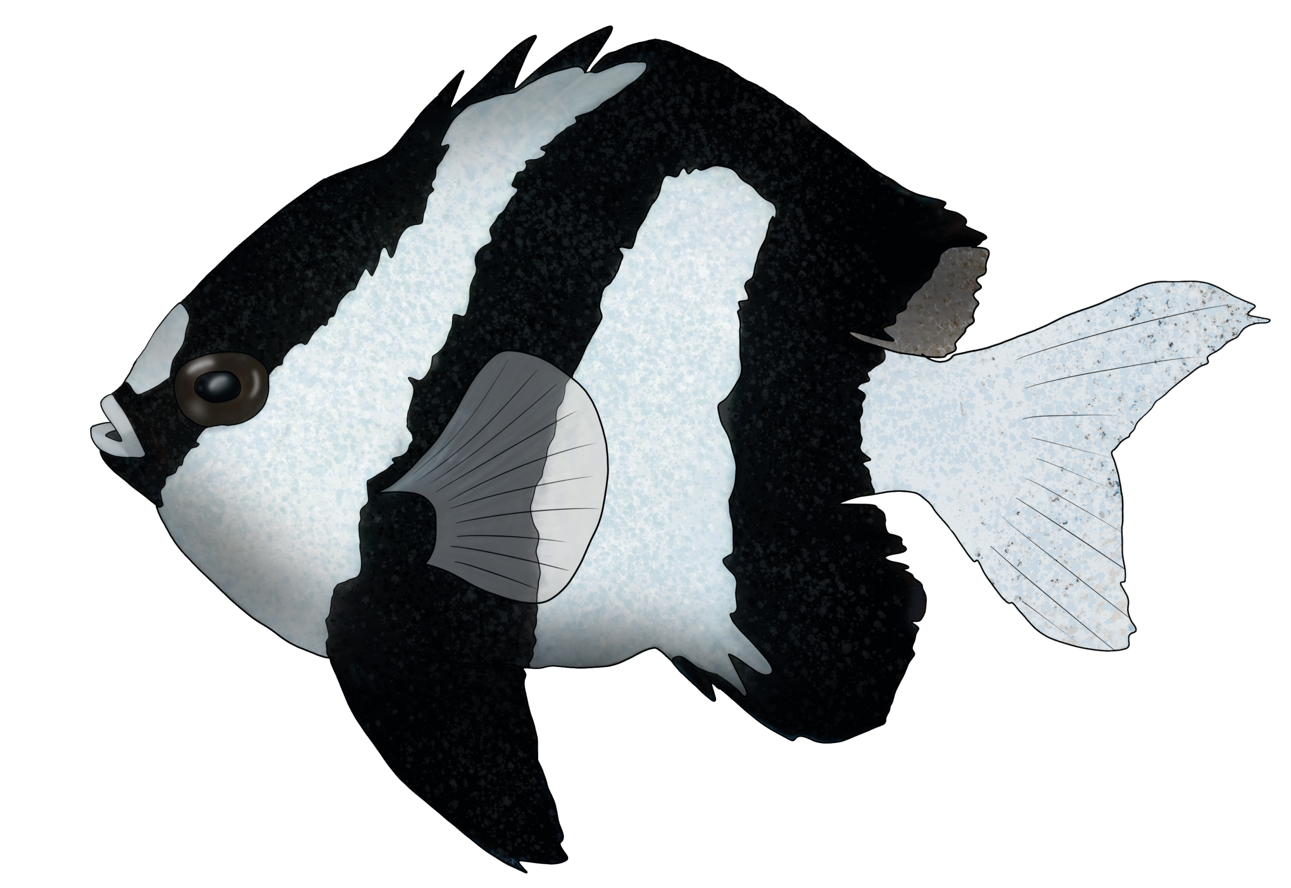 Dascyllus aruanus