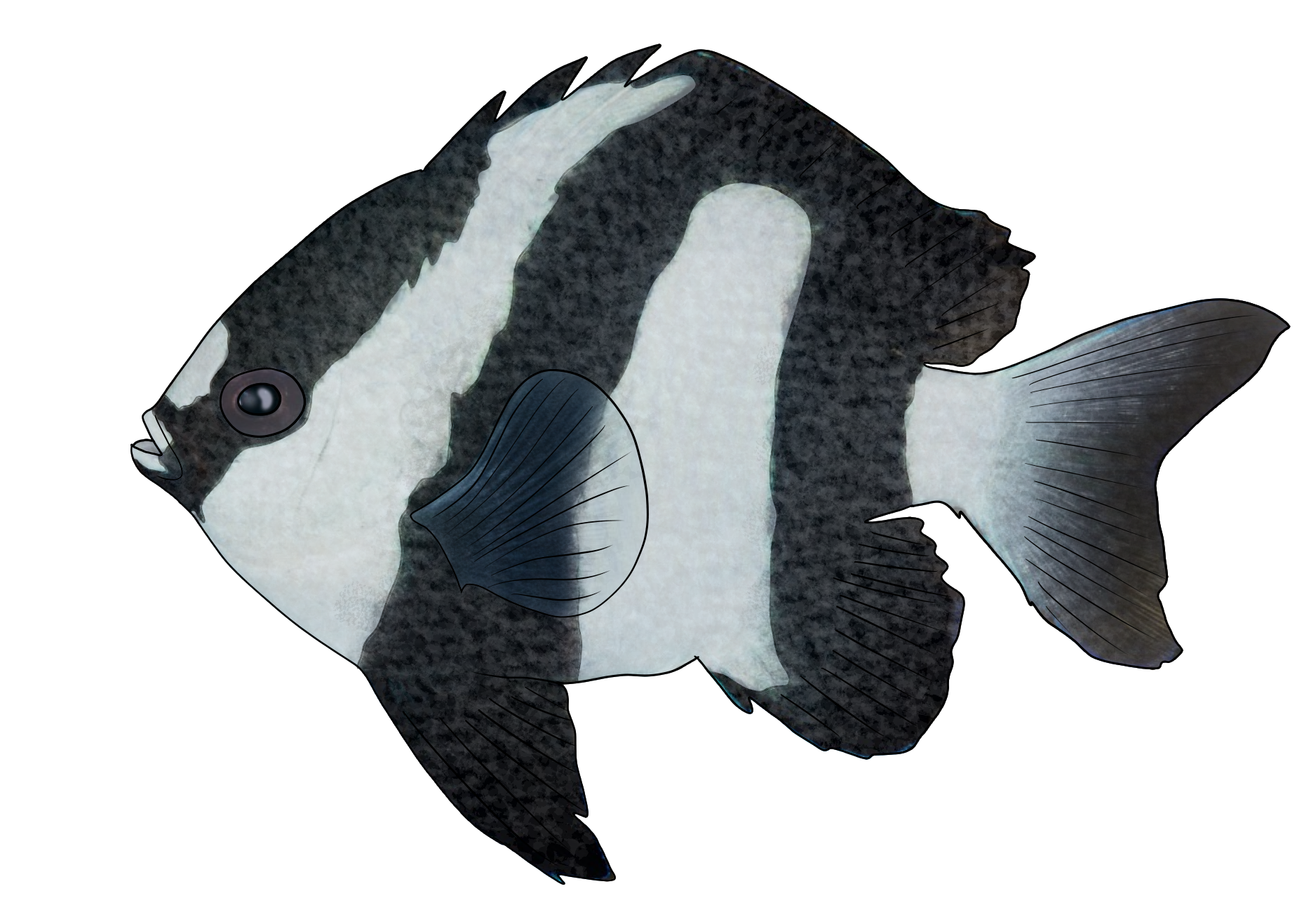Dascyllus melanurus