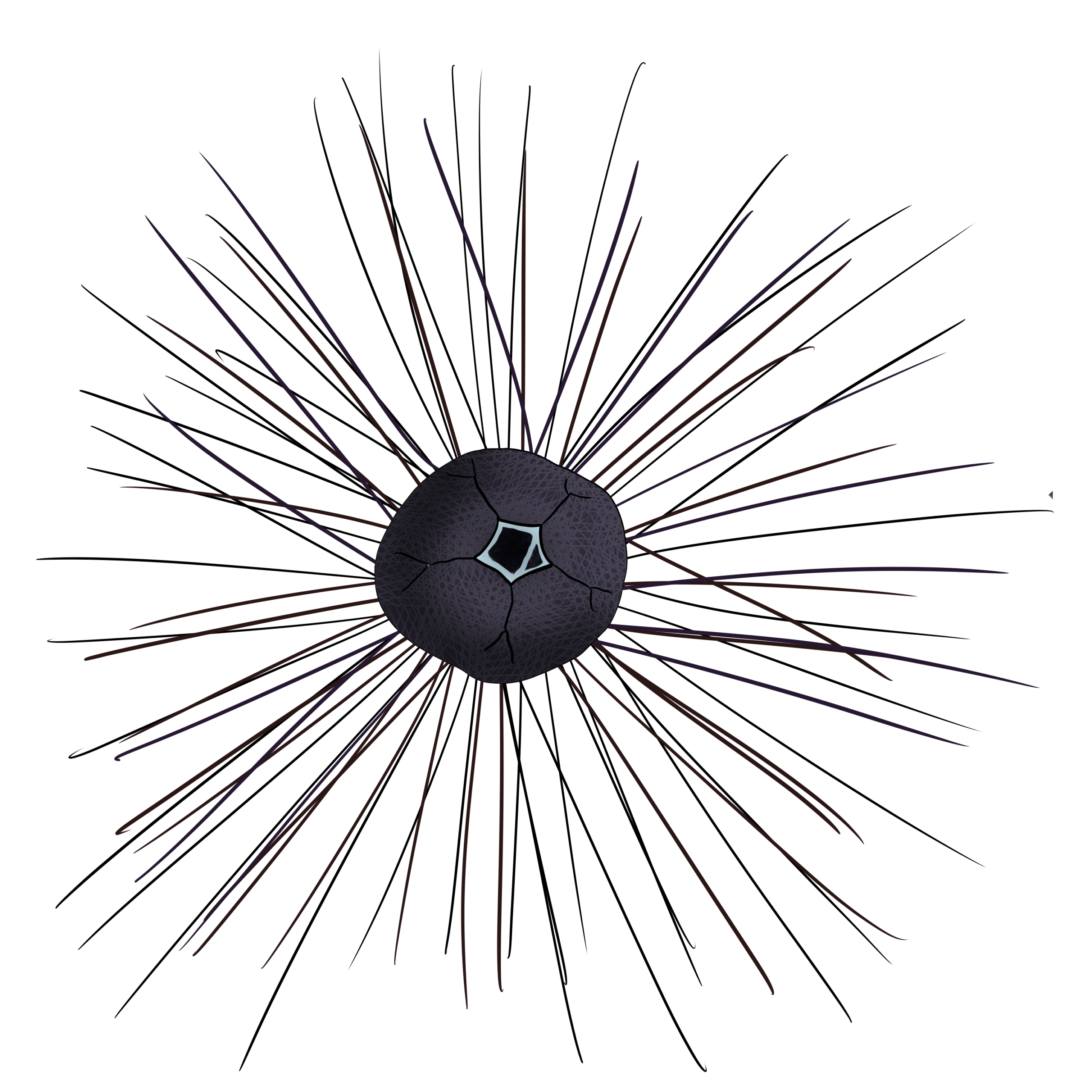 Diadema setosum