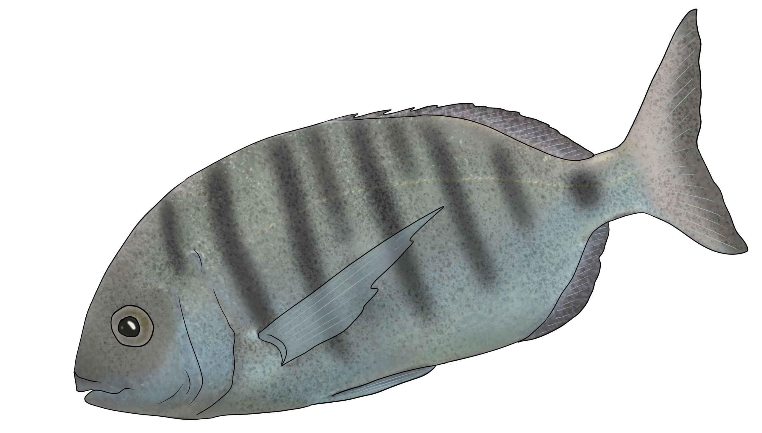 Diplodus sargus
