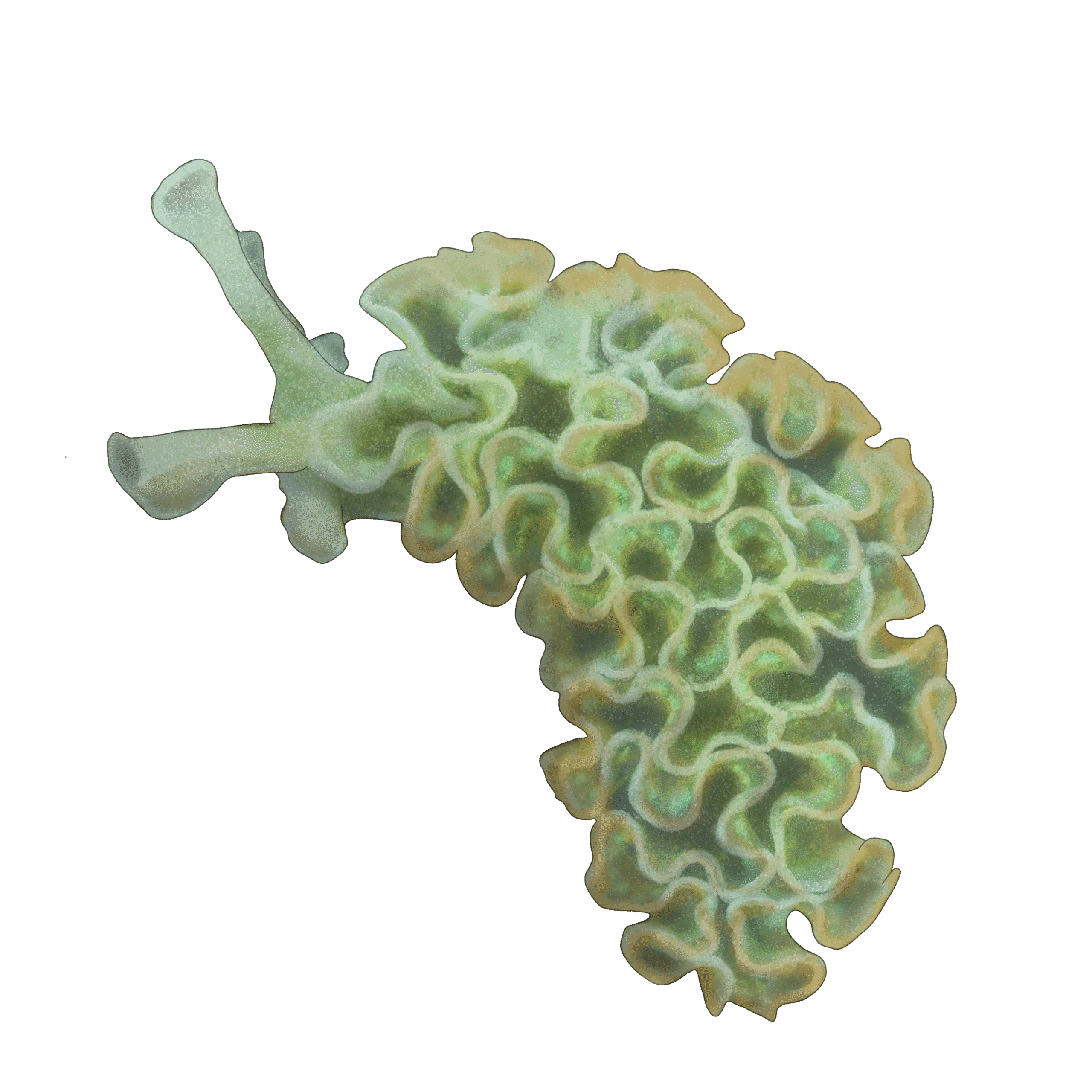 Elysia crispata