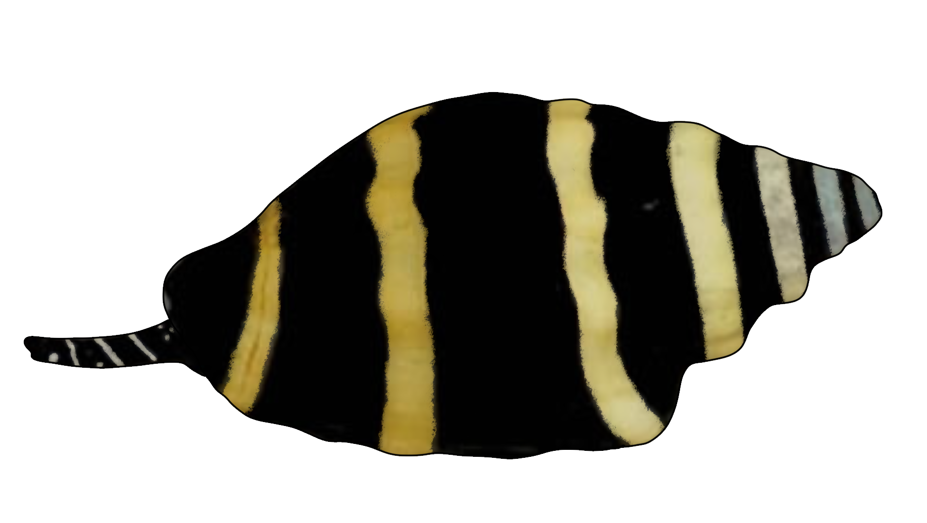 Engina mendicaria