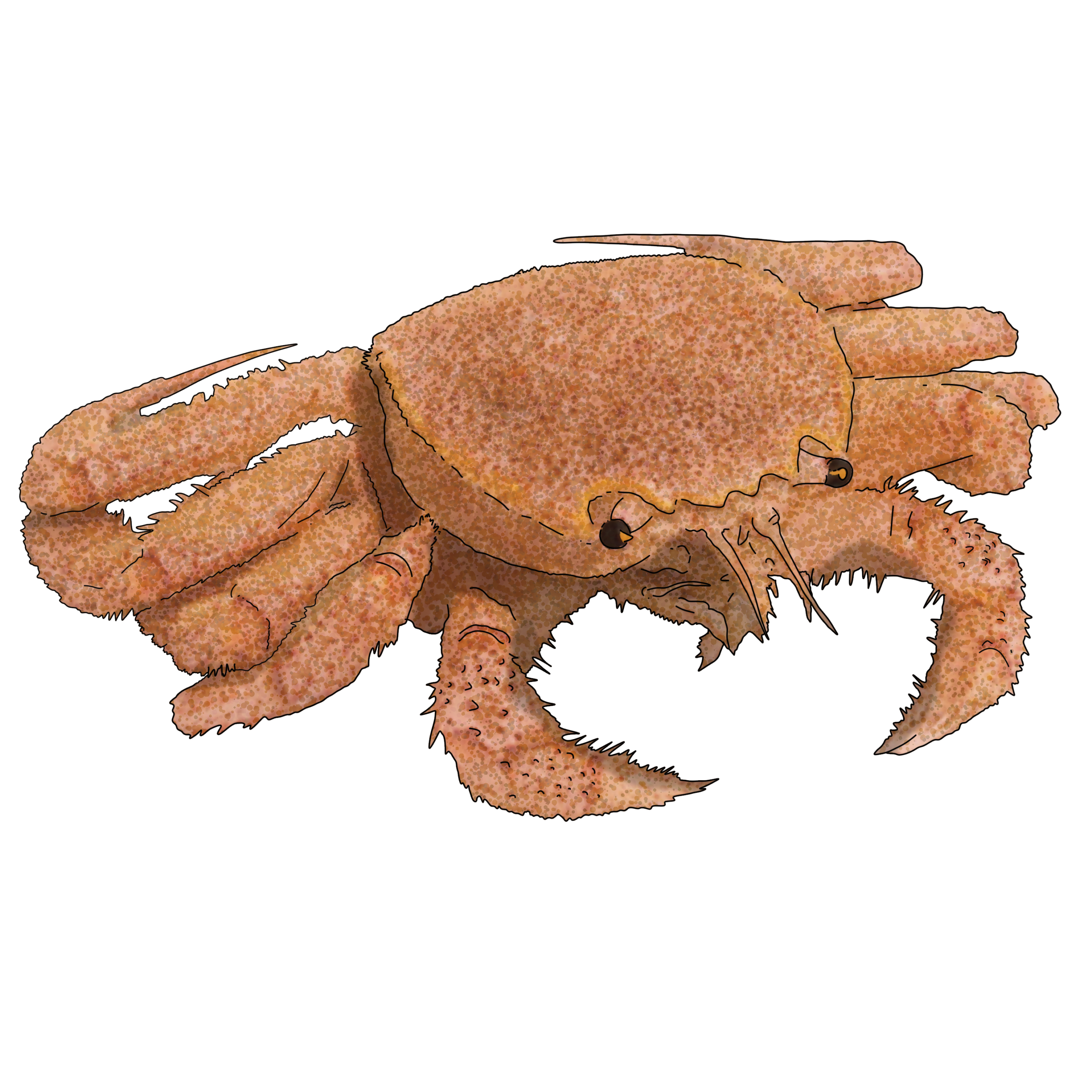 Erimacrus isenbeckii