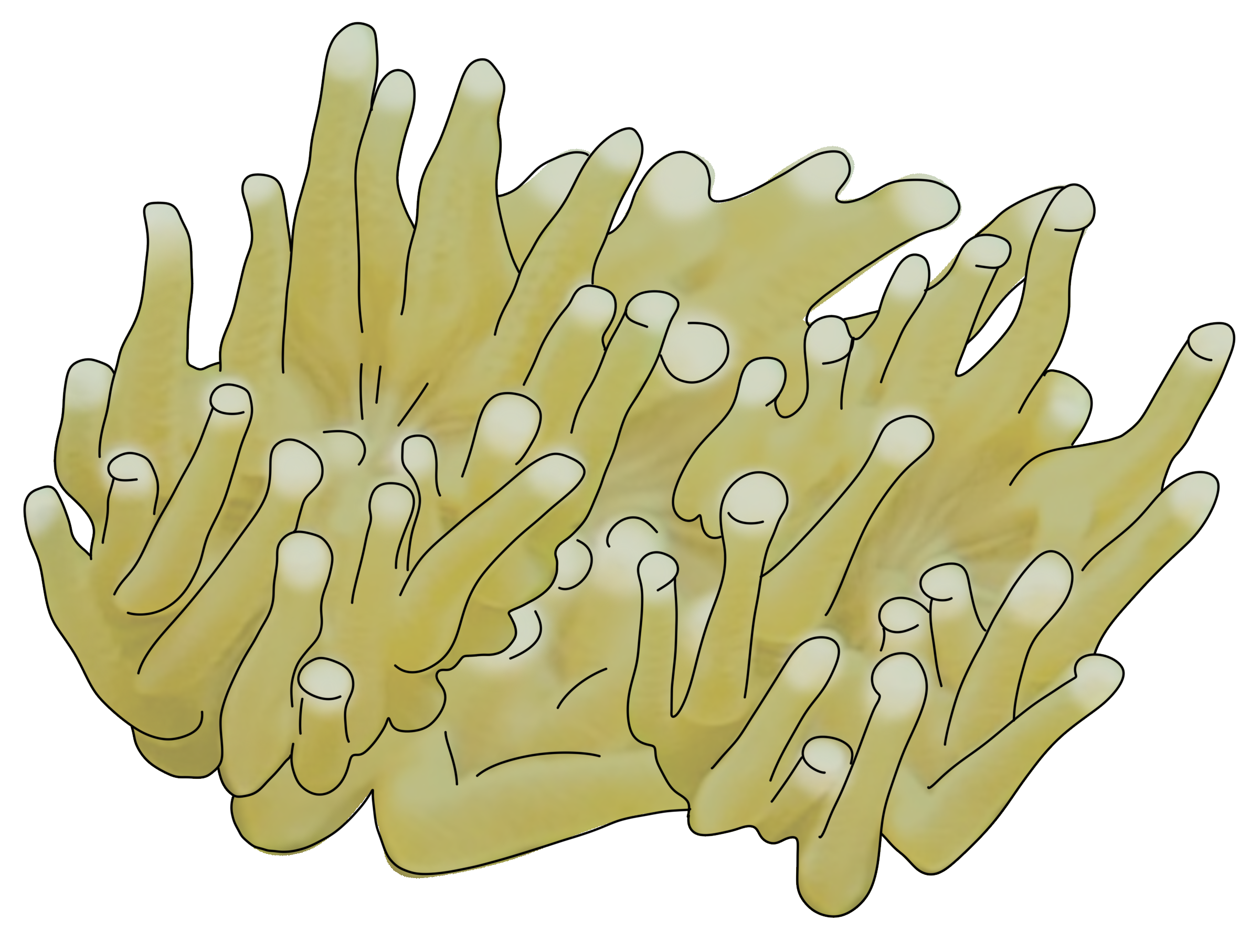 Galaxea fascicularis