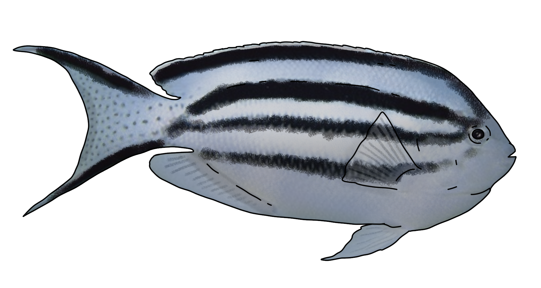 Genicanthus lamarck
